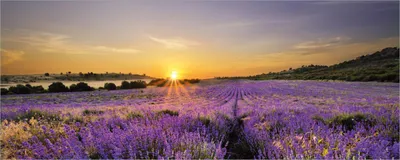 Produktbild von Wallario Poster - Sonnenuntergang über dem Lavendel, Kunstdruck Größe: 80 x 200 cm