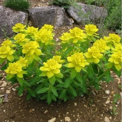 Image de 6 x Euphorbe d'or - Euphorbia polychroma | Pot 9cm x 9cm