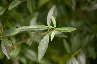 Produktbild von Ligustrum vulgare, Gewöhnlicher Liguster, 20–30 cm