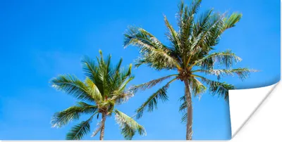 Produktbild von MuchoWow® Poster Palme - Sommer - Tropisch 40x20 cm - Poster für die Wand - Poster Schlafzimmer