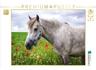 Produktbild von CALVENDO Puzzle Welshpony | 500 Teile Lege-Größe 48 × 36 cm Foto-Puzzle für Erwachsene