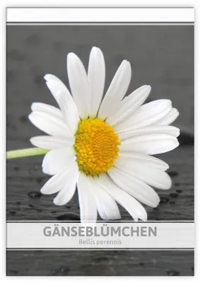 Produktbild von Gänseblümchen für Werbezwecke | Gänseblümchensamen von FLORTUS