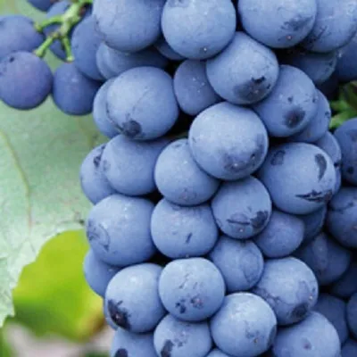 Produktbild von Weinrebe Nero, frühreifende, starkwüchsige dunkle Dessertsorte, 2L Topf