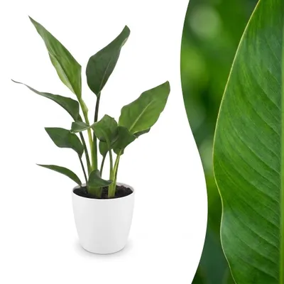 Produktbild von Strelitzia Reginea – Paradiesvogelblume – mit Potter Weiß - 25-35cm - Ø12cm