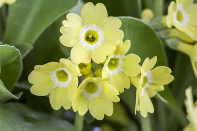 Produktbild von Primula auricula, gelb, ca. 9x9 cm Topf