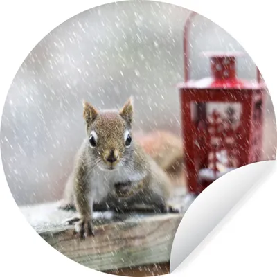 Produktbild von MuchoWow® Runde Wandtattoo - Wandsticker Tapete Aufkleber Eichhörnchen - Laterne - Schneeflocke - Winter Ø 50 cm Selbstklebend und Repositionierbar - Wandaufkleber - Kreis - Wand Kreis - Wand Bild - Foto Tapete - Selbstklebende - Wohnzimmerdekoration - Wand Dekoration - Kinderzimmer