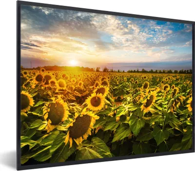 Produktbild von MuchoWow® Gerahmtes Poster Blumen - Sonnenblume - Himmel 80x60 cm - Poster mit Schwarzem Bilderrahmen Wandposter Rahmen Foto Bilder - Schwarzem - Mit Gestell
