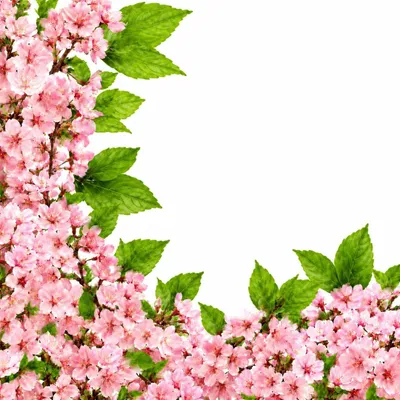 Produktbild von 2 Stück Kirschblüten-Girlanden, jeweils 240 cm lang