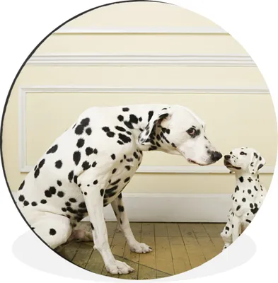 Produktbild von MuchoWow® Aluminium Wandkreis Dalmatiner - Welpe - Hund Ø 60 cm Wanddeko Modern Wohnzimmer - Wand Kreis - Wandbild - Schlafzimmer - Aluminium Bild - Kinderzimmer - Wohnzimmer Dekoration - Wandschmuck