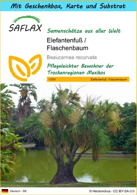 Produktbild von SAFLAX - Geschenk Set - Elefantenfuß / Flaschenbaum - 10 Samen - Mit Geschenk- / Versandbox, Versandaufkleber, Geschenkkarte und Anzuchtsubstrat - Beaucarnea recurvata