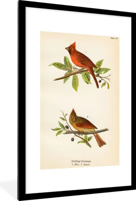Produktbild von MuchoWow® MuchoWow® Gerahmtes Poster Antiker Vogeldruck Vögel 60x90 cm - Poster mit zchwarzem Bilderrahmen - Dekoration - Wandposter Wohnzimmer - Hochwertig
