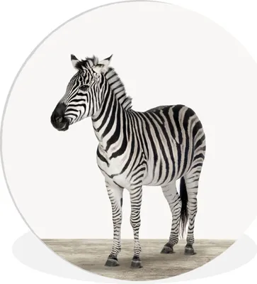 Produktbild von MuchoWow® Rundes Wandbild - Runde Bilder Tiere - Zebra - Schwarz - Weiß Ø 30 cm Kreis Wanddekoration Kunststoff - Wandkreis - Wandschmuck - Schlafzimmer - Bilder - Der Kreis - Kunst für die Wohnung - Plastik - Kunstdruck - Wandbild