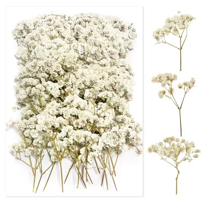 100 weiße Trockenblumen für Basteln & Deko