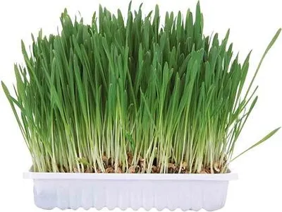 Obrázek produktu pro Tráva pro hlodavce v misce 100g TRIXIE