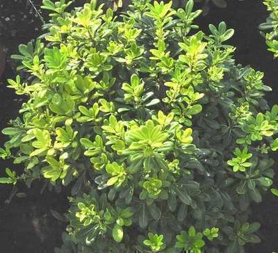 Obrázek produktu pro Pittosporum tob. 'Nanum' - Australischer Lorbeer 40-50 cm - Kontejnerový