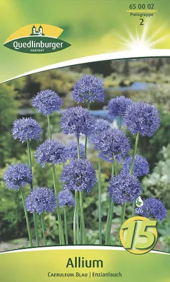 Artikelbild 2 von 'Allium Enzianlauch (15 Stück)' aus der Kategorie Zierlauchzwiebeln / Allium
