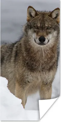 Produktbild von MuchoWow® Poster Wolf - Schnee - Tiere 20x40 cm - Plakat - Foto