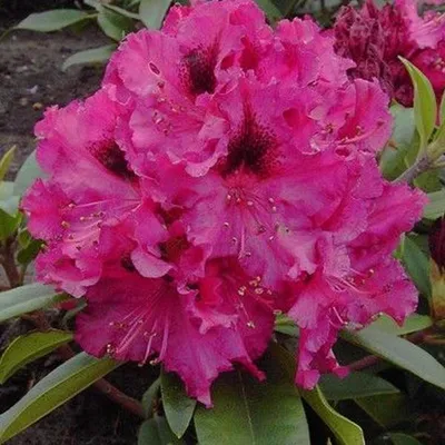 Immagine prodotto di Rhododendron 'Marie Forte' | 40-50 cm, in vaso