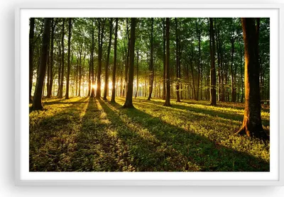 Produktbild von Gerahmtes Poster - Weißer Rahmen - Wald grün Sonnenstrahlen Natur - 91,5x61 cm - Wand Bild - Wanddeko - Wandbilder - Wandposter - Bilderrahmen - Bilder - Kunstdruck - Wandbild - P2WAA91x61-2510