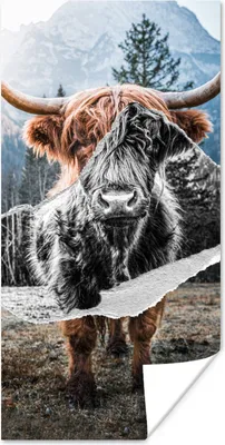 Produktbild von MuchoWow® Poster Schottischer Highlander - Kuh - Tiere 20x40 cm - Plakat - Foto