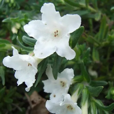 Produktbild von 6 x Scheinsteinsame - Lithodora diffusa 'Alba' | Topf 9cm x 9cm