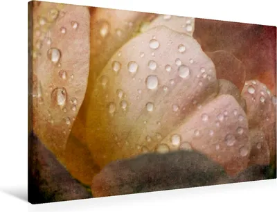 Produktbild von Calvendo Textil-Leinwand 90 cm x 60 cm quer Romantische Rosen - Shabby Chic Style, Cross Martina; 7295904