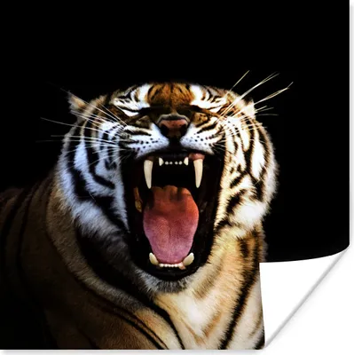 Produktbild von MuchoWow® Poster Tiger - Zähne - Schwarz 100x100 cm - Babyzimmer