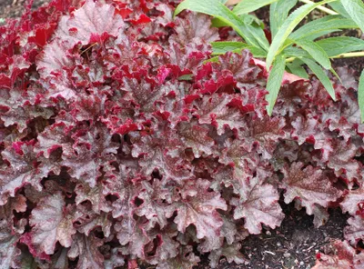 Produktbild von Stauden Gänge 3 x Heuchera Hybride 'Berry Marmalade' im 1 Liter Topf - Purpurglöckchen - Ein Farbfeuerwerk in Brombeertönen
