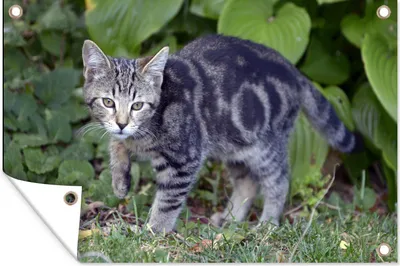 Produktbild von MuchoWow® 60x40 cm Outdoor-Poster Gartendeko Sichtschutz Garten Poster für den Garten  Katze - Haustier - Garten - Mädchen - Kinder - Kinder - Kind