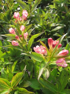Produktbild von Weigela florida All Summer Peach - Zwerg-Weigelie - 30-40