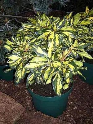 Produktbild von Rhododendron Hybride Blattgold IV - Großblumige Alpenrose - 30-40
