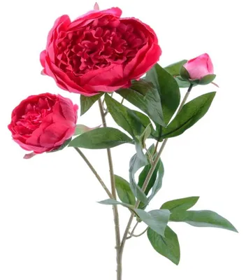 Produktbild von 3blütige Seiden-Kunstblume Pfingstrose, grün-rosa, ca. 72 cm lang, Blüten-Ø 3/7/10 cm