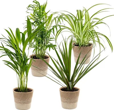 Produktbild von Bloomique - 4er-Mix - Luftreinigende Pflanzen - Dracaena - Dypsis - Chamaedorea - Chlorophytum - Zimmerpflanzen - Höhe 20-40 cm - Jutekorb 12 cm