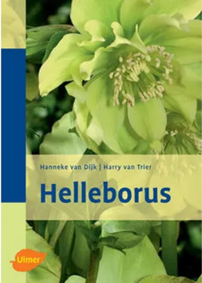Produktbild von Helleborus