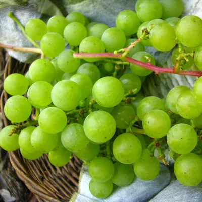 Produktbild von Weinrebe Suwile 2L