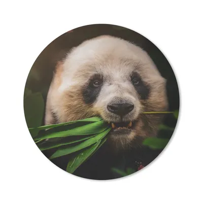 Produktbild von MuchoWow® Mauspad Mousepad Tiere - Panda - Dschungel 30x30 cm - Mousepads - Maus Mat - Pad - Mausunterlage - Tischunterlage - Schreibtischmatten