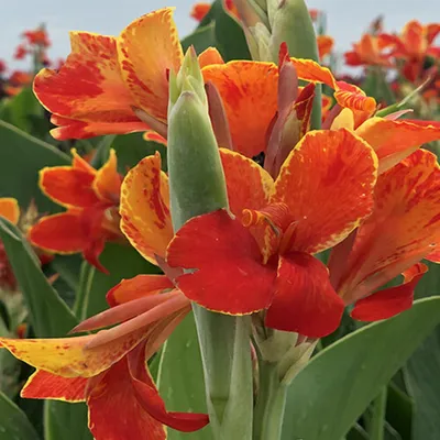 Produktbild von Canna Rhizom Sommerblume Garten Zierpflanze Blumenrohr Madeira 1 St.