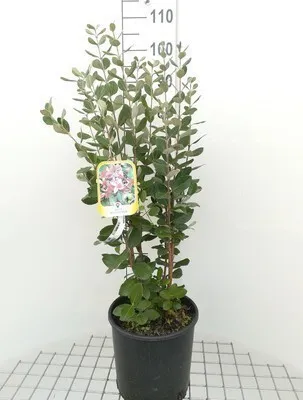 Obrázok produktu pre Acca sellowiana (feijoa sellowiana) - Brasilianische Guave 60- 80 cm Kontajner