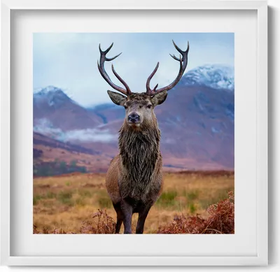 Produktbild von Ein stattlicher Hirsch auf einer Berglichtung– Wandbild mit Rahmen – Gerahmtes Bild  – Wanddekoration – 50x50 cm –  Weiß Rahmen