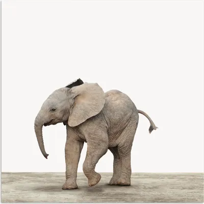 Produktbild von MuchoWow® Poster Baby-Elefant - Tiere - Kinder - Mädchen - Jungen 50x50 cm - Wohnzimmerdekoration