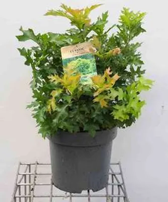 Immagine prodotto di Quercus palustris 'Green Dwarf' - Quercia nana verde di palude 50-60 cm - Contenitore