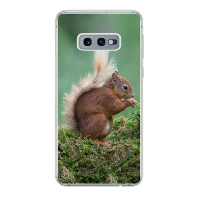 Produktbild von MuchoWow® Handyhülle Schutzhülle Hülle für Samsung Galaxy S10e Waldtier - Eichhörnchen - Moos Silikon Softcase Handy Hülle - Handy