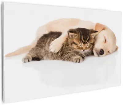 Produktbild von Wallario Premium Leinwandbild Katze und Hund in Harmonie - Kuschelnde Tiere in Größe 60 x 90 cm