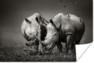 Produktbild von MuchoWow® Poster Nashorn - Vogel - Tiere - Landschaft - Schwarz und weiß 120x80 cm - Bilder