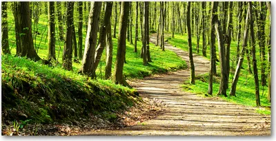 Produktbild von Tulup Glas-Bild -140x70- Wandkunst Dekorative Wand für Küche & Wohnzimmer - Landschaften - Pfad im Wald - Grün