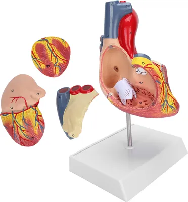 Produktbild von Herzmodell, Herzlehrmodell, menschliches Herzmodell, Herzorganmodell, Simulation Herzmodell, menschliches Herzlehrmodell