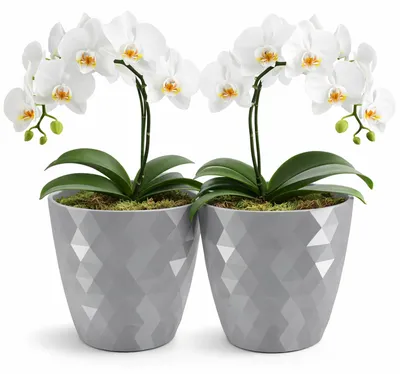 Image de Lot de 2 pots de fleurs décoratifs en plastique, gris, de 30 cm