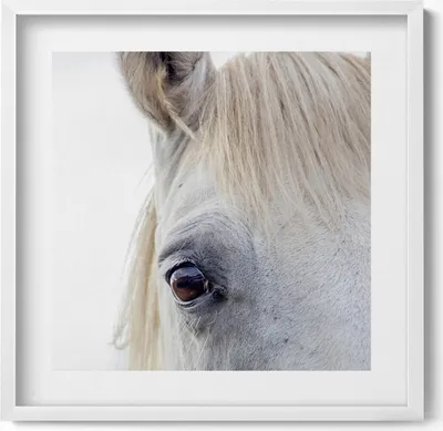 Produktbild von Kopf eines Schimmelpferdes– Wandbild mit Rahmen – Gerahmtes Bild  – Wanddekoration – 50x50 cm –  Weiß Rahmen
