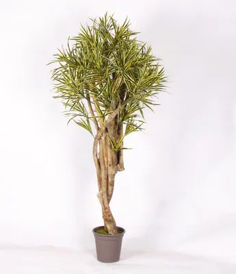 Produktbild von artplants.de Kunst Dracaena Reflexa Jamaica Kasandra, Naturstämme, grün-gelb, 200cm -  Italy - Künstlicher Drachenbaum