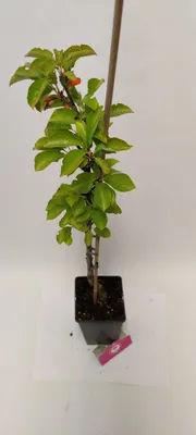 Produktbild von Set mit 3 Säulenkirschen – 3x Prunus avium ‘Boas’® – Säulenkirsche – Höhe +60cm – 3L Topf